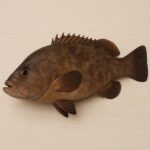 Una cernia fresca con pelle marrone e arancione su una superficie di legno chiaro.