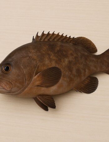 Una cernia fresca con pelle marrone e arancione su una superficie di legno chiaro.