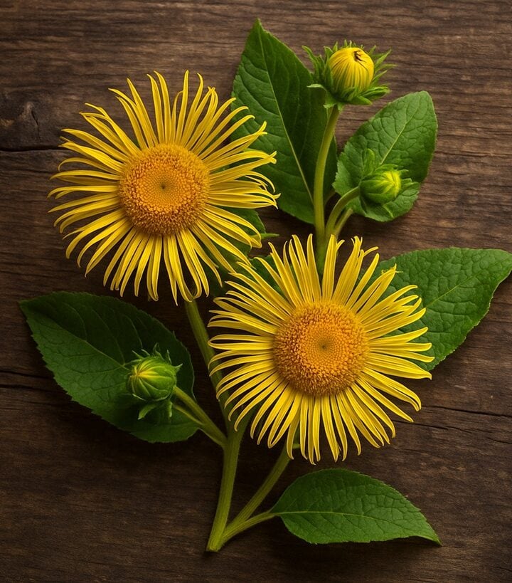 Due fiori gialli di enula campana con foglie verdi su sfondo di legno naturale