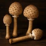 Quattro funghi Mazza di Tamburo con cappelli beige e gambi alti su tavolo in legno