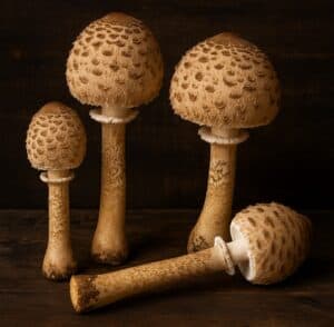 Quattro funghi Mazza di Tamburo con cappelli beige e gambi alti su tavolo in legno