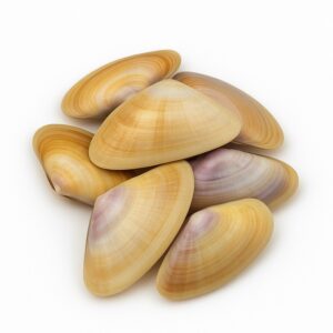 Gruppo di telline con gusci affusolati e sfumature naturali su sfondo bianco
