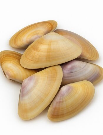 Gruppo di telline con gusci affusolati e sfumature naturali su sfondo bianco